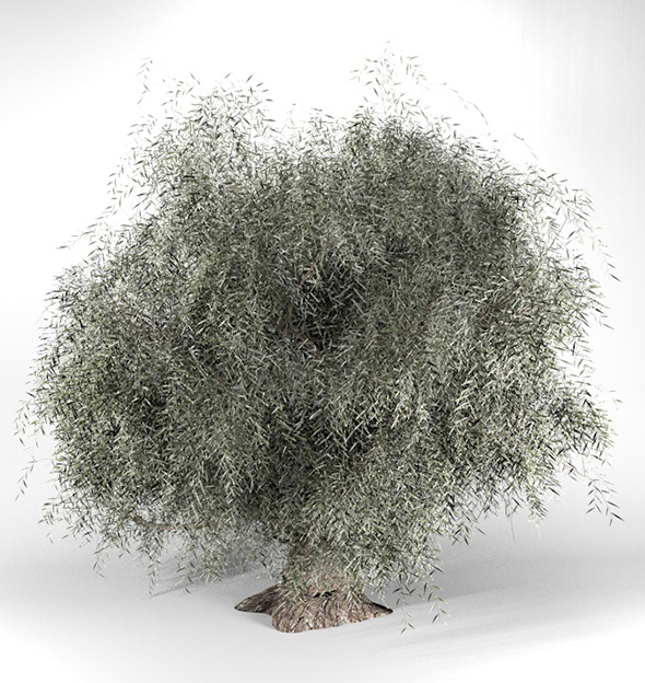 Crack Willow Tree - 3Docean 34278382
