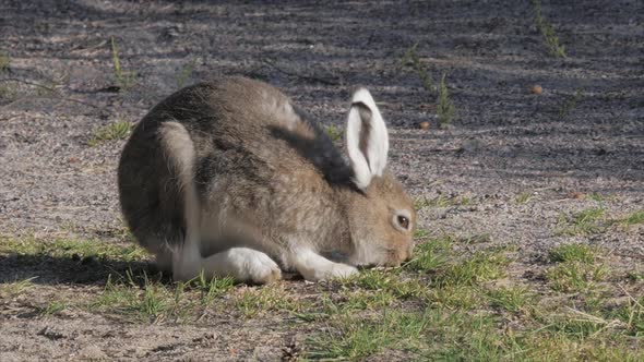 Mountain Hare Eating Grass Swedish Wildlife alt