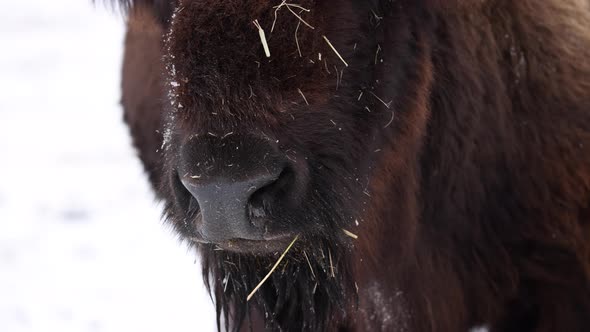 bison closeup breathing in the cold winter slow motion alt