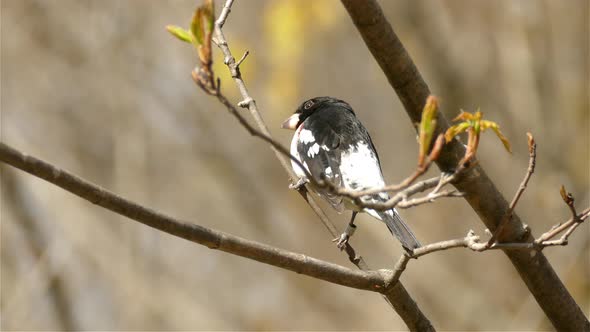 A Rose-Breasted Grosbeak sits on a branch on a forest in the spring. alt
