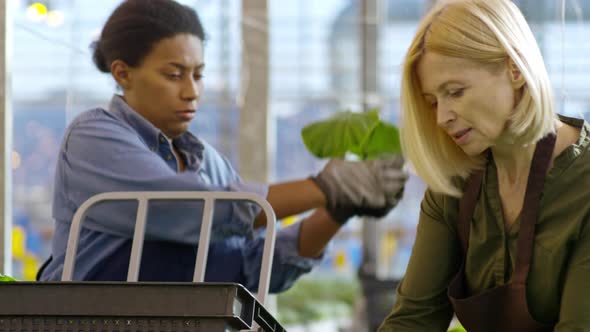 Greenhouse Workers Transporting Plants alt