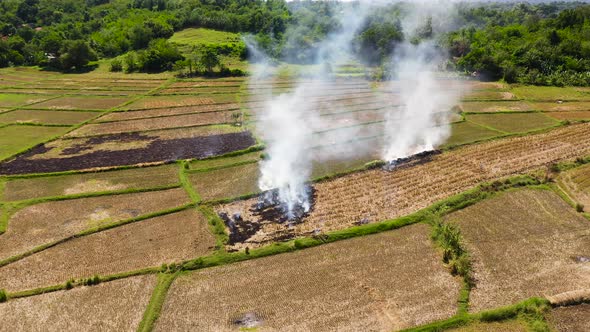 The Burning Of Rice Straw In The Fields. Smoke From The Burning Of Rice ...