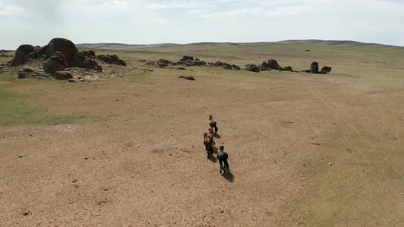 Aerial Drone Shot Flying Over a Herd of Horses in Steppes in Mongolia alt