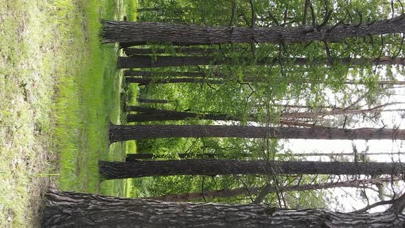 Vertical Video of a Beautiful Green Pine Forest on a Summer Day Slow Motion alt