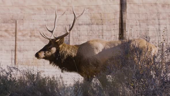 A herd of wild elks in the Rocky Mountain National Park alt