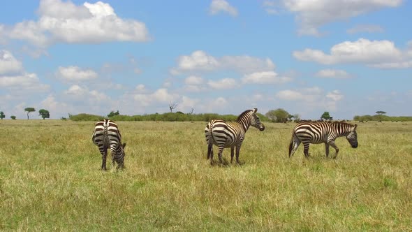 Herd of Zebras Grazing in Savannah at Africa alt