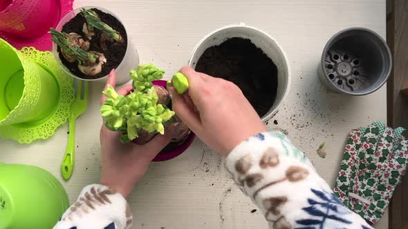 A Woman Adds Soil To A Pot Of Transplanted Primroses. Bulbs And Buds Are Visible. Close Up alt