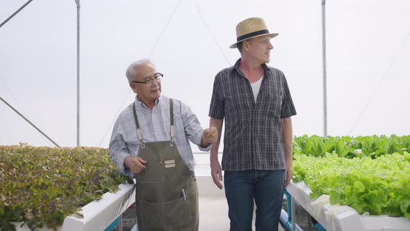 Hydroponics farm organic fresh harvested vegetables concept alt