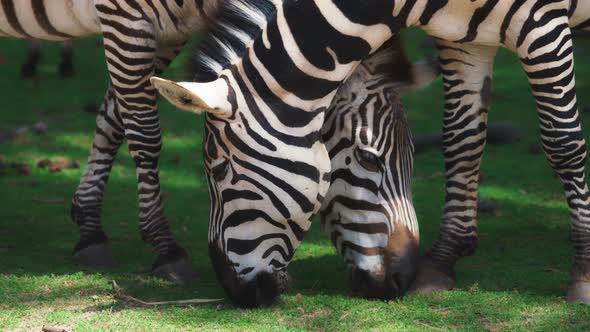 Two zebras gracefully grazing on meadow