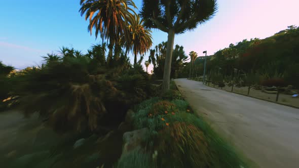 Flying low through cactus garden, close between sunny palms alt