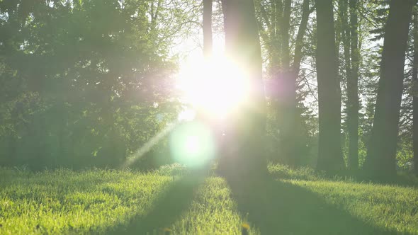 Bright Evening Sunlight Shines From Behind Large Tree Trunk alt