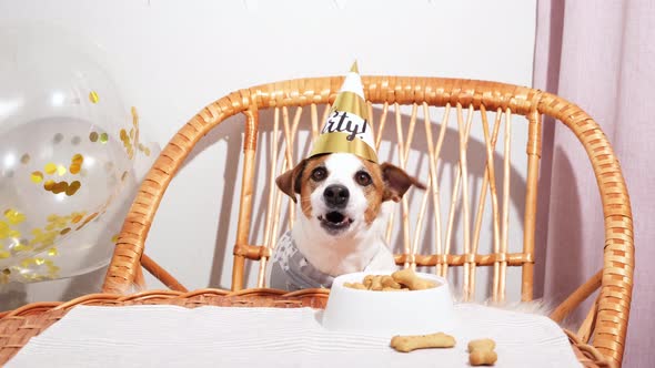 Jack Russell Terrier Dog in Party Hat at Festive Table with Treat