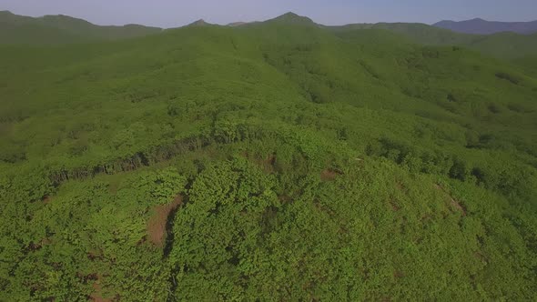 Drone Flight Over a Green Forest Covered with Green Vegetation alt