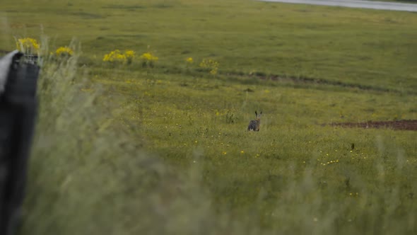 A brown rabbit runs across a green field in slow motion. Low depth of field with wind blowing in the alt