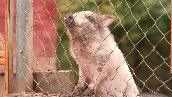 Household A Small White Pig Sniffs Air In Pen In Farm alt