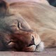 Lionesses sleeping on wooden floor, zoo - VideoHive Item for Sale