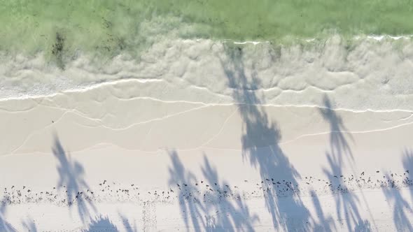 Vertical Video of the Coast of Zanzibar Island Tanzania Slow Motion alt