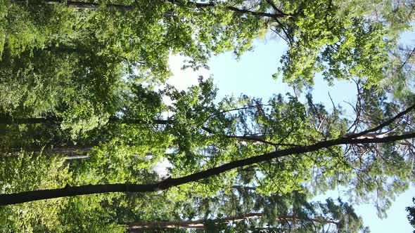 Vertical Video of Green Forest By Day alt