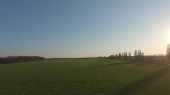 FPV Drone View Above Young Wheat at Sunset, Fast Move