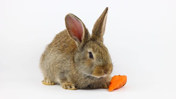 Little Fluffy Cute Brown Rabbit Sits and Eats Orange Fresh Carrots Closeup on a Gray Background in alt