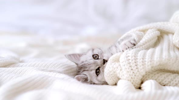 Portrait Funny Cute Little Striped Scottish Fold Kitten Cat Lying on White Bed at Home with alt