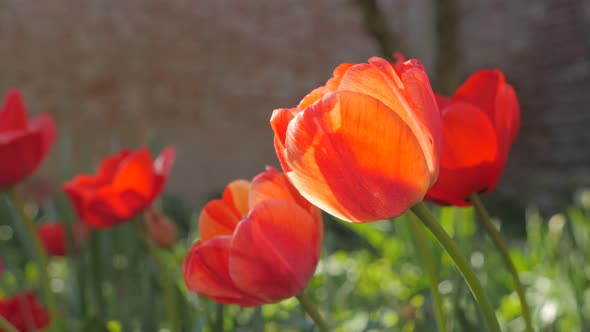 Beautiful  red tulip plants in the garden natural 4K 2160p UltraHD footage - Tulipa flower slow movi alt