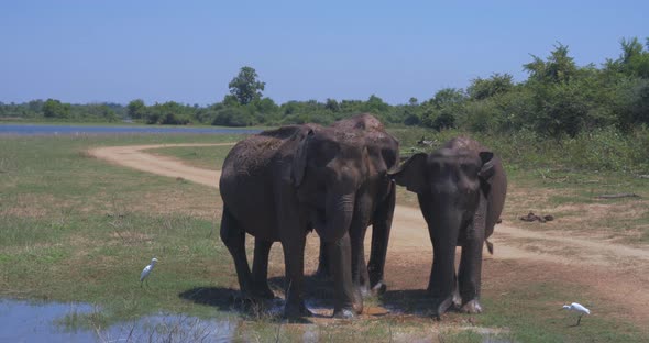 Elephants Splashing Mud in the National Park of Sri Lanka