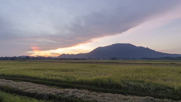 Timelapse golden ripe paddy in the sunrise morning Timelapse  alt