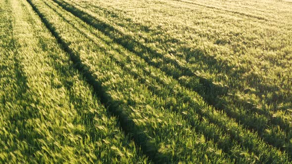 Aerial Shot of Young Cereal Field at Spring Season alt