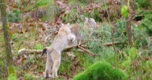Two Young and Playfull Lynx Cat Cubs Running in the Forest