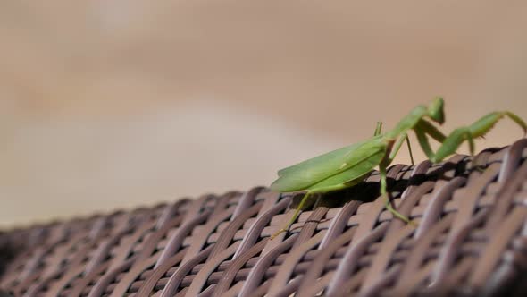 The Green Praying Mantis Slowly Creeps on a Plank Bed alt