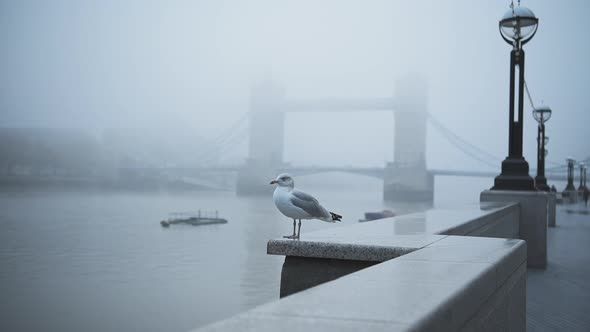 Seagull in empty, deserted Central London at Tower Bridge on a cool blue misty morning on day one of alt