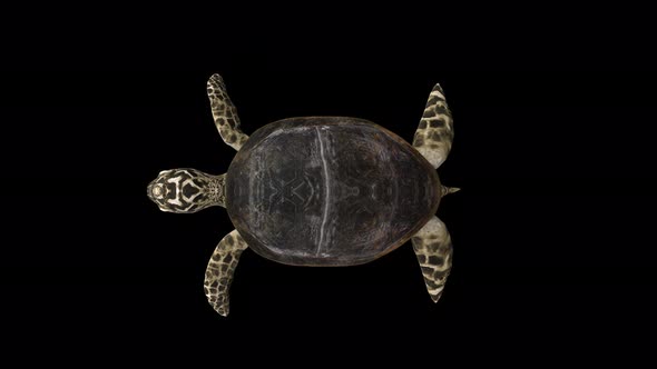 Sea Turtle swimming.