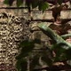 Green Lizard in a Ancient Wall - VideoHive Item for Sale