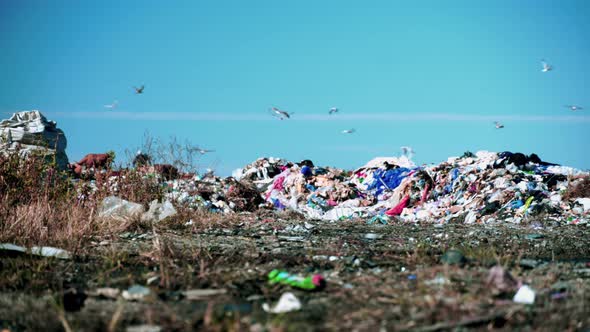 Garbage dump. Skyscrapers, construction site with crane and houses of big city alt