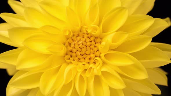 Time Lapse of Blooming Yellow Dahlia alt