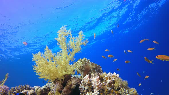 Tropical Underwater Fish Reef alt
