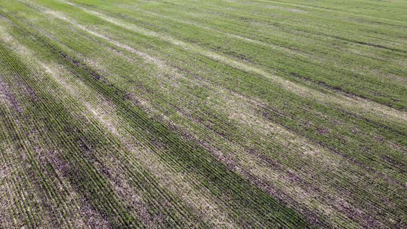 Flying Over an Agricultural Field The Sun's Rays Over a Field of Green Young Plants