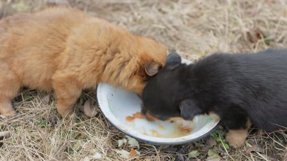Puppies Eat From a Plate