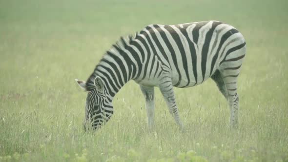 Zebra in the Field. Slow Motion alt