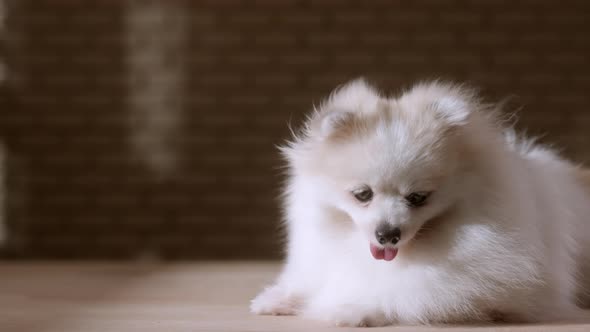 portrait of white color pomeranian lap dog animal sitting casual relax dark background
