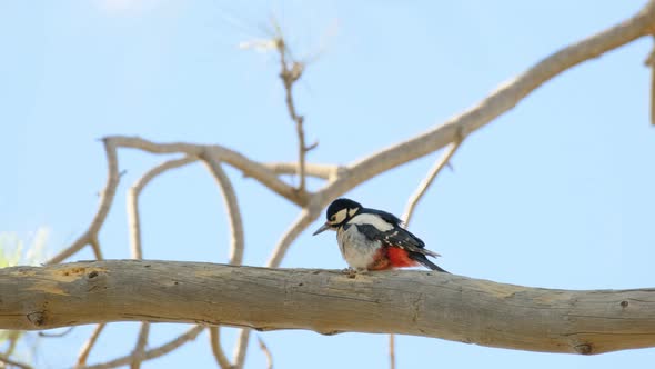A Great Spotted Woodpecker Tapping Its Beak on a Dry Tree Trunk alt