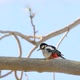 A Great Spotted Woodpecker Tapping Its Beak on a Dry Tree Trunk - VideoHive Item for Sale