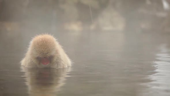 Japanese Snow Monkeys In Hot Spring alt