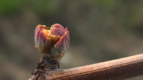 Vineyard, New growth budding out from grapevine, Bordeaux Vineyard