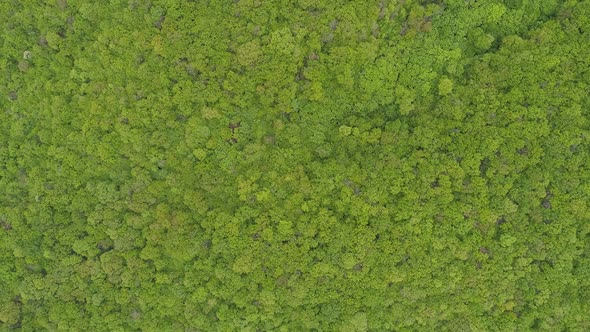 Top View Of A Beautiful Forest