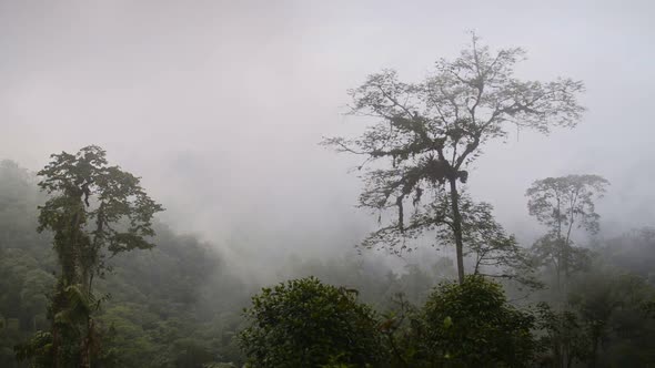 Panoramic landscape view of lush vegetation in Cloud Forest, Ecuador, on a moody day alt