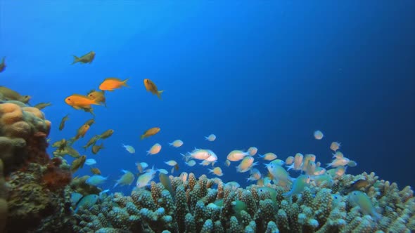 Underwater Colorful Blue-Green Fish alt