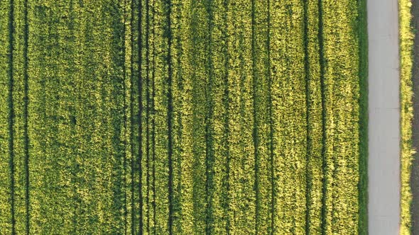 Aerial Shot of Young Cereal Field at Spring Season
