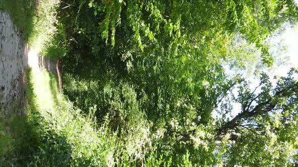 Vertical Video of a Forest with Trees alt